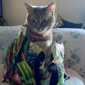 Meet your Posher, Carolina